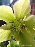 Helleborus 'Green Corsica'