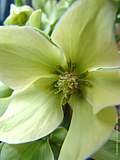 Helleborus 'Green Corsica'