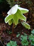 Helleborus 'Green Corsica'