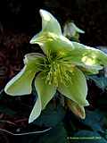 Helleborus 'Green Corsica'