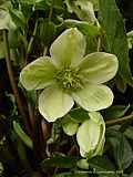 Helleborus 'Green Corsica'