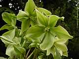 Helleborus 'Green Corsica'