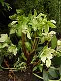 Helleborus 'Green Corsica'