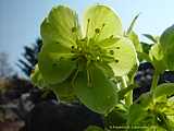 Helleborus argutifolius