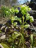 Helleborus argutifolius