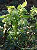 Helleborus foetidus