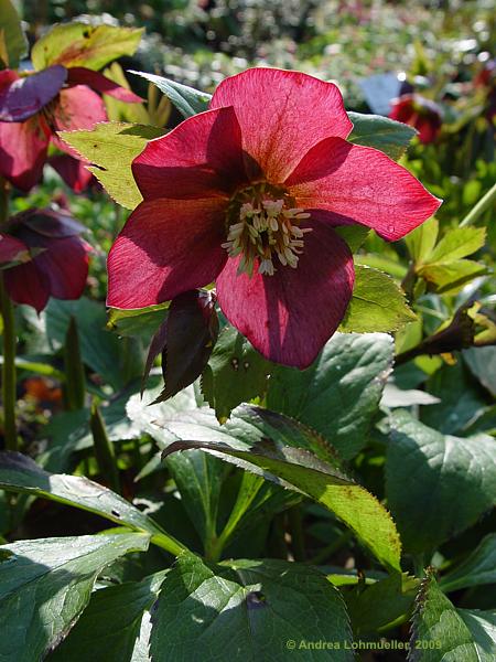 Helleborus orientalis cv.