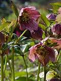 Helleborus orientalis 'Zodiac Strain'