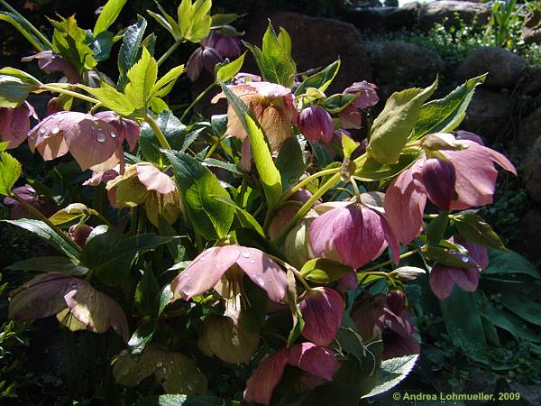 Helleborus x hybridus