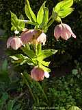 Helleborus