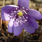 Hepatica nobilis