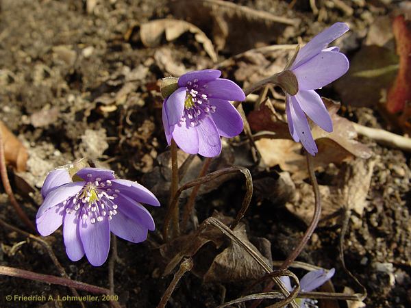 Hepatica nobilis