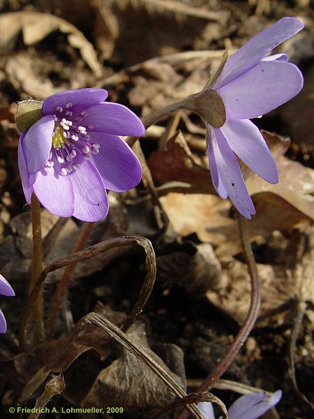 Hepatica nobilis