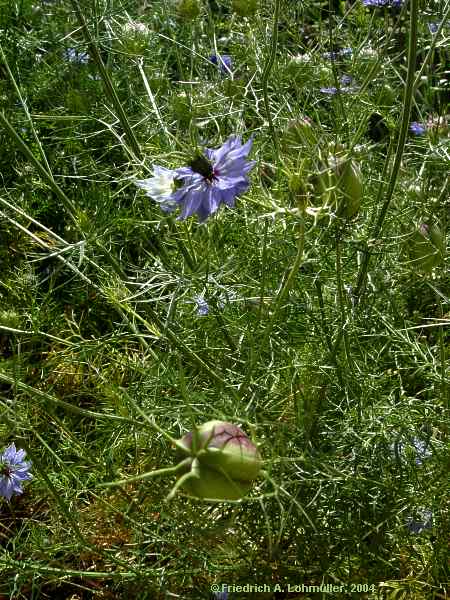 Nigella damascena