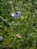 Nigella damascena