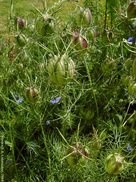 Nigella damascena