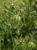 Nigella damascena