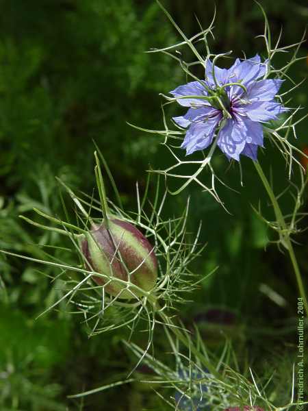 Nigella damascena