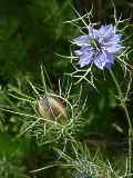 Nigella damascena