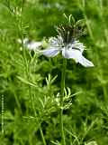 Nigella sativa