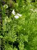 Nigella sativa