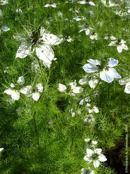 Nigella damascena