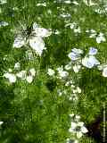 Nigella damascena