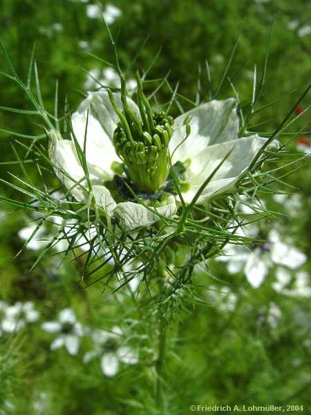 Nigella damascena