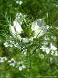 Nigella damascena