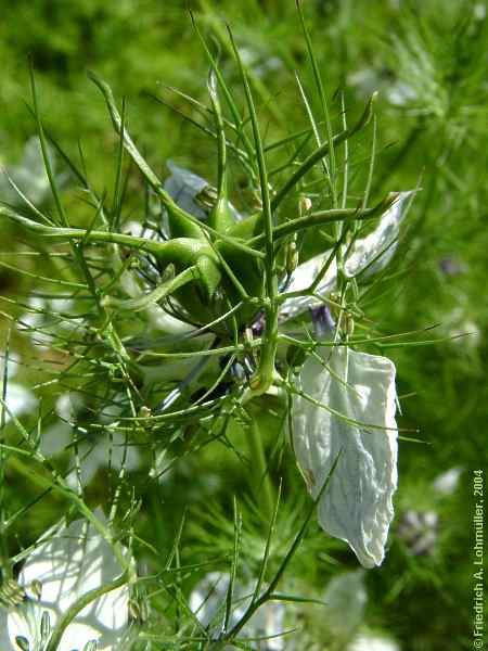 Nigella damascena