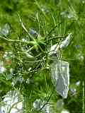 Nigella damascena