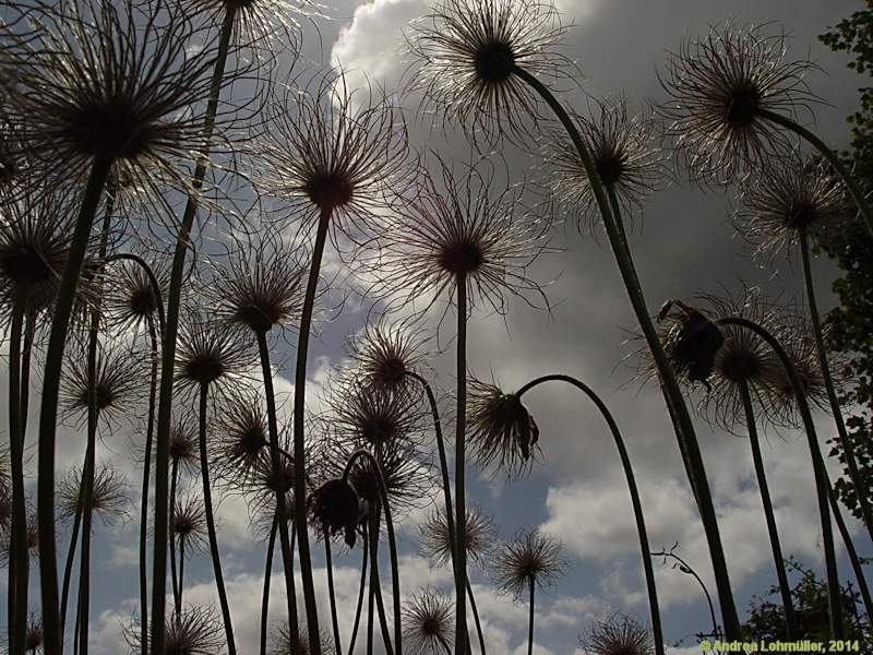 Pulsatilla vulgaris