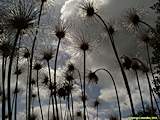 Pulsatilla vulgaris