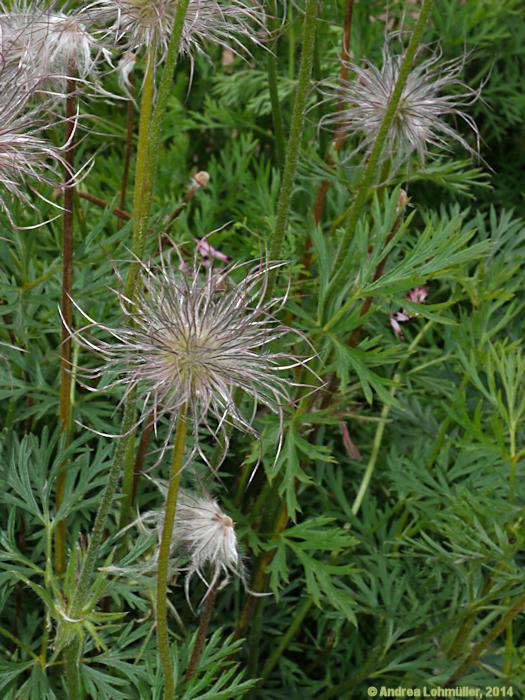 Pulsatilla vulgaris