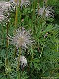 Pulsatilla vulgaris