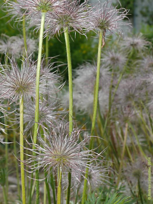 Pulsatilla vulgaris