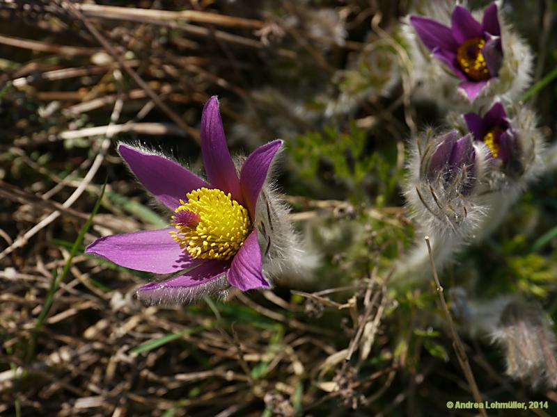 Pulsatilla vulgaris