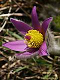 Pulsatilla vulgaris