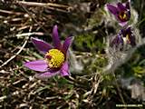 Pulsatilla vulgaris