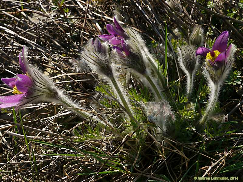 Pulsatilla vulgaris