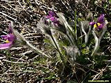 Pulsatilla vulgaris