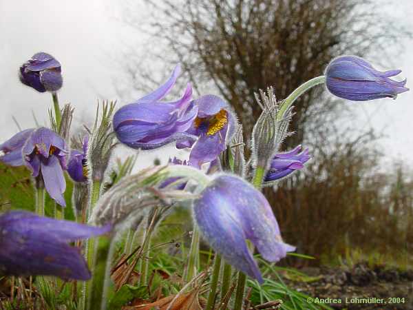 Pulsatilla grandis