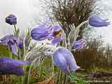 Pulsatilla grandis