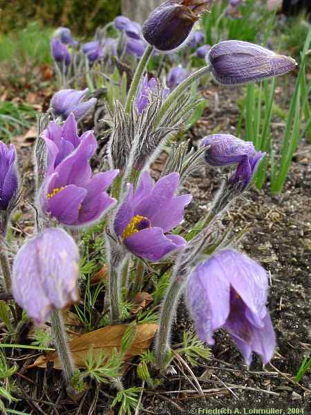 Pulsatilla grandis