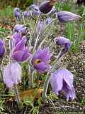 Pulsatilla