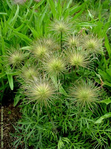 Pulsatilla grandis