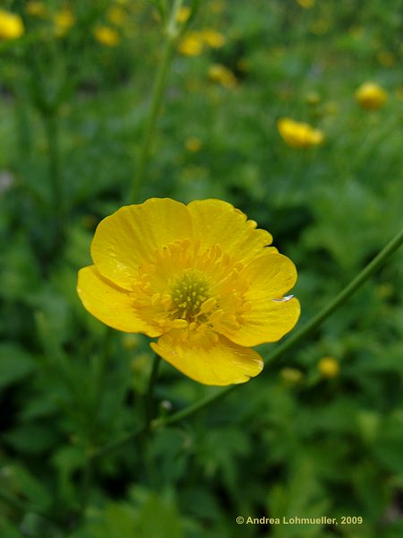 Ranunculus auricomus