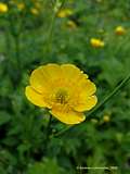 Ranunculus auricomus