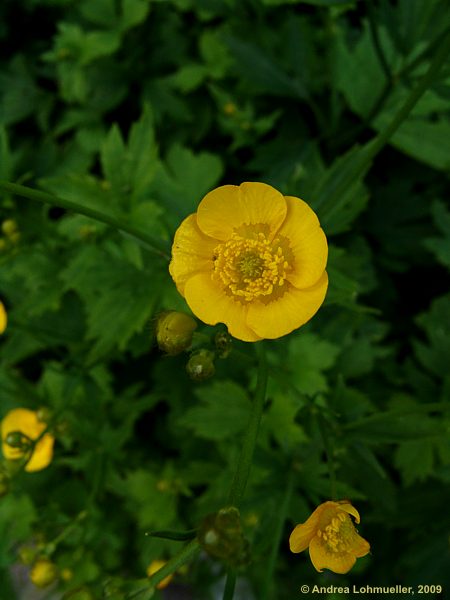 Ranunculus auricomus