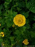 Ranunculus auricomus